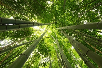 Acrylglasbild TAKEBAYASHI Bambus-Wald