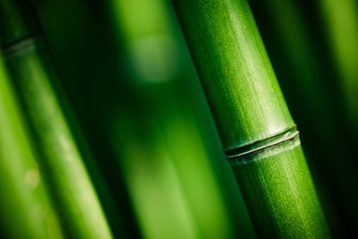 Acrylglasbild YURERU-TAKE Bambus